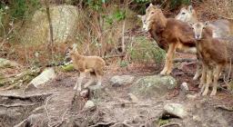 famiglia di mufloni sul Limbara (foto R.Serra).jpg famiglia di mufloni sul Limbara (foto R.Serra).jpg