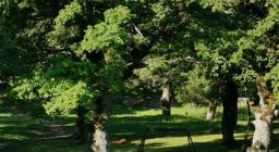 Fonni Parco Comunale 2 (foto di Mario Cadau Marco Falconi) Fonni Parco Comunale 2 (foto di Mario Cadau Marco Falconi)