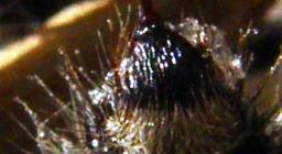 formica velluto dettaglio pungiglione (foto C.Mascia