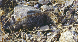 foto giovane  gatto sardo dal sito PNR Gutturu Mannu