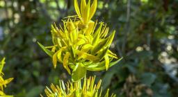 genziana in fiore (foto C.Mascia)