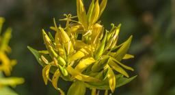 genziana (foto C.Mascia)