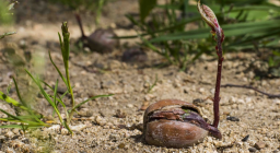germoglio (foto C.M. fa archivio Forestas)