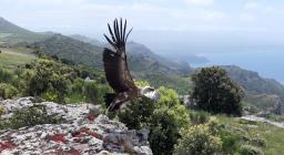 grifone Hospiton spicca il volo