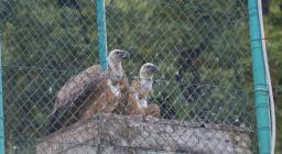 i due grifoni di Dresda contemplano la vallata dalla voliera (credits Mauro Sanna) i due grifoni di Dresda contemplano la vallata dalla voliera (credits Mauro Sanna)