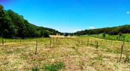 frutteto nel cantiere di Gusana (foto F.Orrù) 2