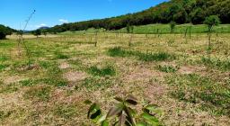 frutteto nel cantiere di Gusana (foto F.Orrù) 5