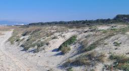inizio duna Arborea 