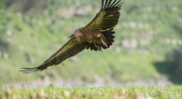 leaflet- life grifoni 4