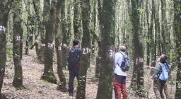 martelloscopio 5 martelloscopio 5