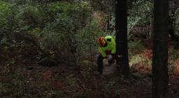 motosega albero per assisi