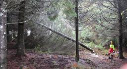 taglio albero per assisi