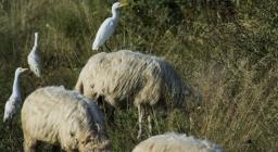 Pascoli arborati, dettaglio (foto C.Mascia) Pascoli arborati, dettaglio (foto C.Mascia)