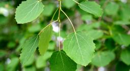 Populus tremula" by hanna.forsman is licensed under CC BY-NC 2.0