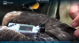 aquila Bonelli, programma RAI screenshot 14