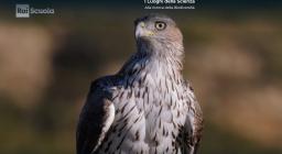 aquila Bonelli, programma RAI screenshot 15