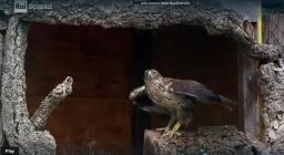 aquila Bonelli, programma RAI screenshot 3