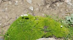 sagina pilifera Gennargentu (dal sito Acta plantorum)