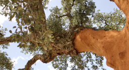 sughera (dettaglio demaschiatura) sughera (dettaglio demaschiatura)