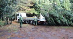 trasporto albero per assisi