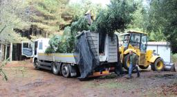 trasporto albero da bosco per assisi