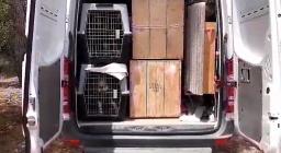 trasporto dei grifoni su mezzi Forestas 