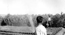 vivaio S.Quirico 1946. Piante di eucaliptus per barriere frangivento (archivio ETFAS, SDL, foto Poddighe)