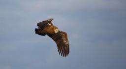 volo grifone rilasciato a Villasalto