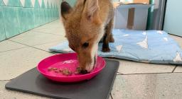 la volpe Metà dopo le cure (foto ONLUS Effetto Palla) la volpe Metà dopo le cure (foto ONLUS Effetto Palla)