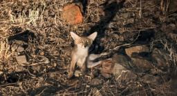 la Volpe Metà, investita e ritrovata per strada la Volpe Metà, investita e ritrovata per strada