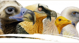 vulturidi, le 4 specie più importanti per l'Europa