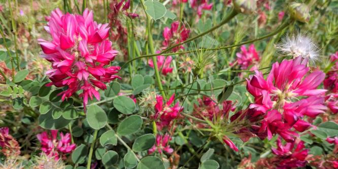 fioritura di Sulla, maggio, sulla Giara (foto Alessio Saba)