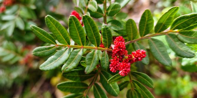 Lentisco in fiore a marzo (foto A.Saba)
