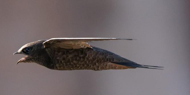 Rondone - foto Matteo Cara