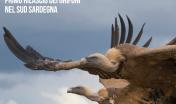 primo rilascio dei Grifoni nel sud Sardegna - Locandina primo rilascio dei Grifoni nel sud Sardegna - Locandina