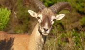 Giovane muflone in primo piano - Sardegna Digital Library