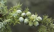Bacche di Ginepro coccolone, foto da Digital Library