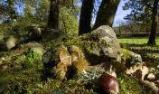 Castagne nel bosco di Villa Piercy a Badde Salighes, Bolotana