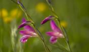 Gladioli selvatici - Sardegna Digital Library