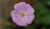 Erodium corsicum, Becco di Gru