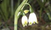 Campanelle comuni (Leucojum vernum)