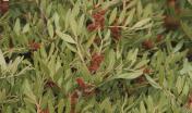 Lentisco (Pistacia lentiscus) - foto Horusfilms