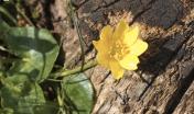 Favagello (Ranunculus ficaria) - foto A. chiaramida Favagello (Ranunculus ficaria)- foto A.chiaramida