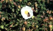 Cisto femmina (Cistus salvifolius)
