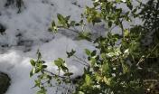 Phyllirea latifolia nella neve