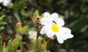 insetti su fiore di Cisto di Montpellier - foto A. Chiaramida