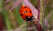 Coccinella