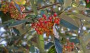 Sorbus aria (Sorbo montano, Wikimedia foto di Julie Anne Workman - CC BY-SA 3.0).jpg Sorbus aria (Sorbo montano, Wikimedia foto di Julie Anne Workman - CC BY-SA 3.0).jpg