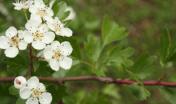 Marganai, fiori di Biancospino al giardino Linasia - foto Redazione Web SardegnaForeste