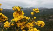 Fotografia Macro Ambientata: ginestre con lo sfondo delle creste granitiche del Limbara Fotografia Macro Ambientata: ginestre con lo sfondo delle creste granitiche del Limbara